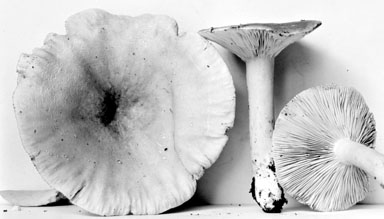 Lactarius fumosus var. subalutaceus image