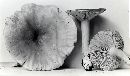 Lactarius fumosus image