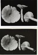 Lactarius fumosus var. subalutaceus image