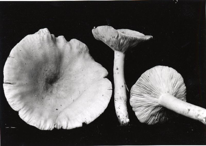 Lactarius fumosus var. subalutaceus image
