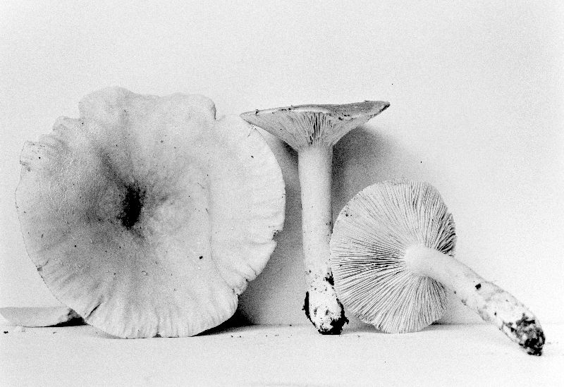 Lactarius fumosus var. subalutaceus image