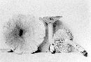 Lactarius fumosus var. subalutaceus image
