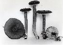 Lactarius lignyotus var. canadensis image