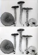 Lactarius lignyotus var. canadensis image