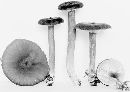 Lactarius lignyotus var. canadensis image