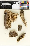 Lactarius lignyotus image
