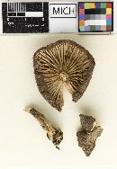 Lactarius lignyotus var. insignis image