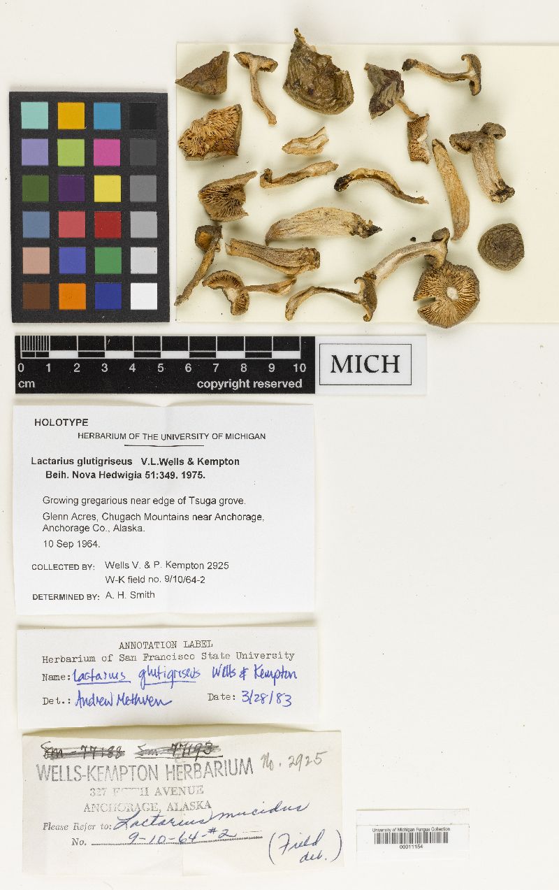 Lactarius glutigriseus image
