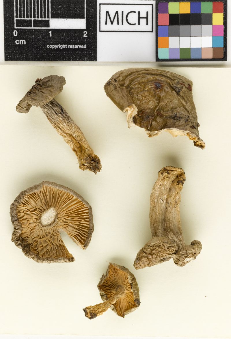 Lactarius glutigriseus image