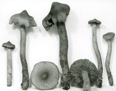 Lactarius highlandensis image