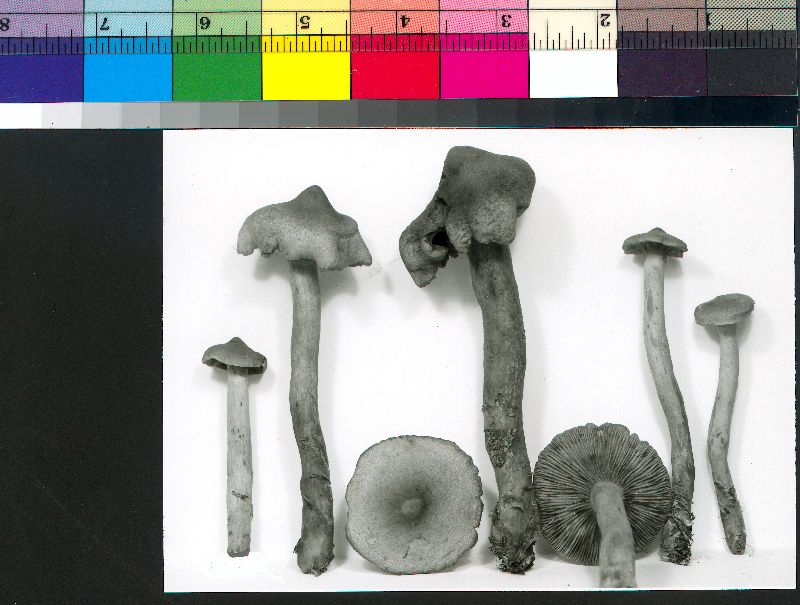 Lactarius highlandensis image