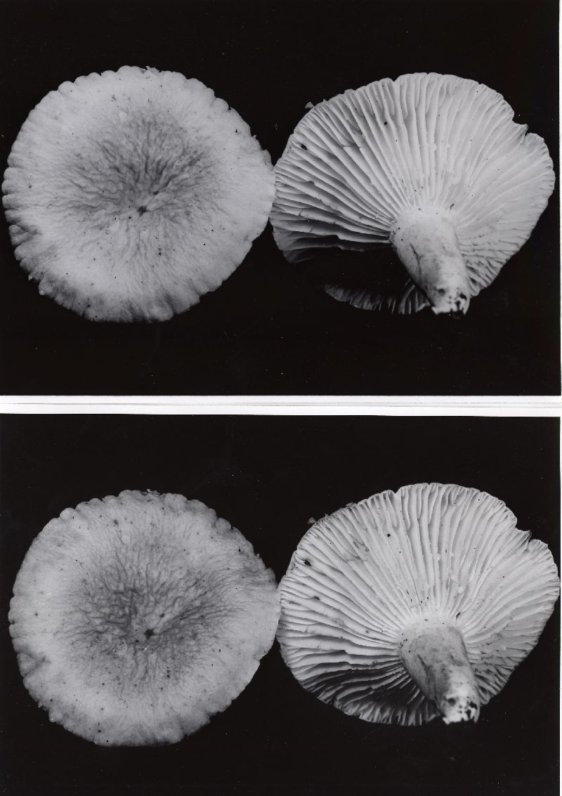 Lactarius hygrophoroides var. lavendulaceus image
