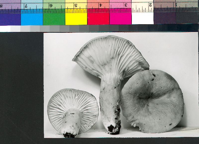 Lactarius hygrophoroides var. odoratus image