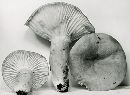 Lactarius hygrophoroides image