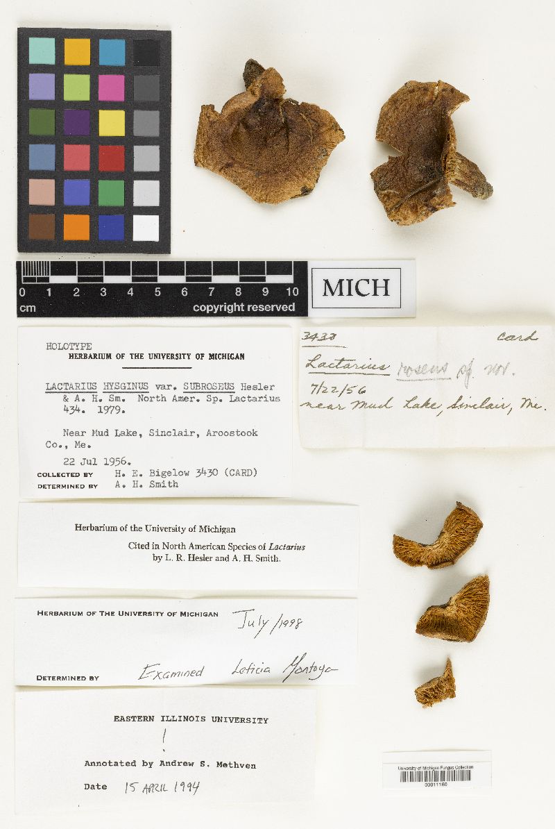 Lactarius hysginus var. subroseus image