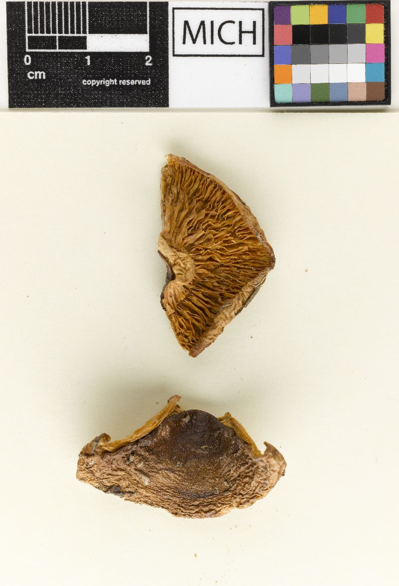 Lactarius hysginus image