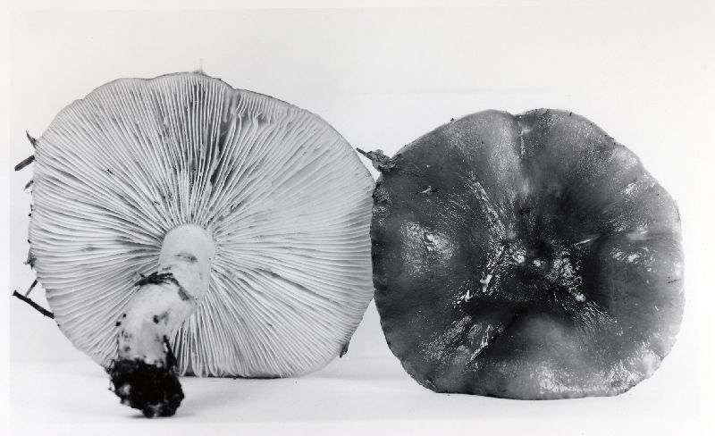 Lactarius kauffmanii image