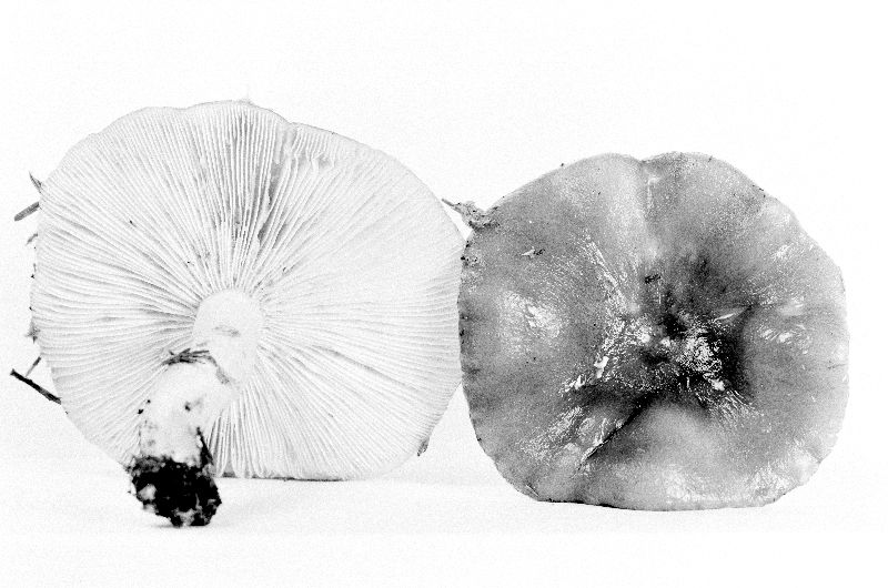 Lactarius kauffmanii var. sitchensis image