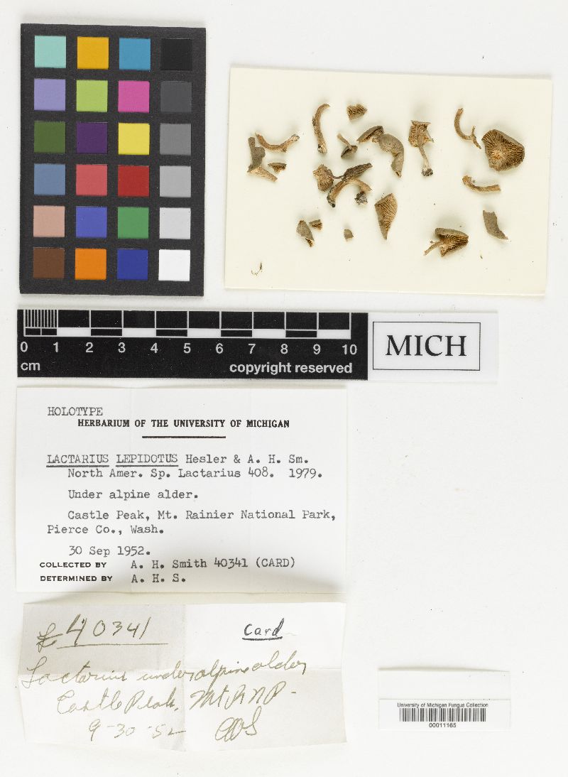 Lactarius lepidotus image