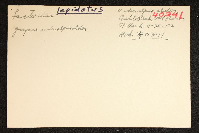 Lactarius lepidotus image