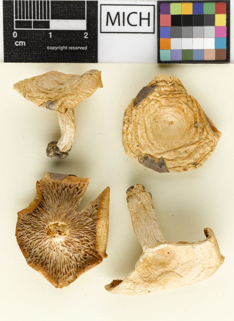 Lactarius moschatus image