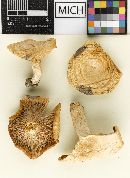 Lactarius moschatus image