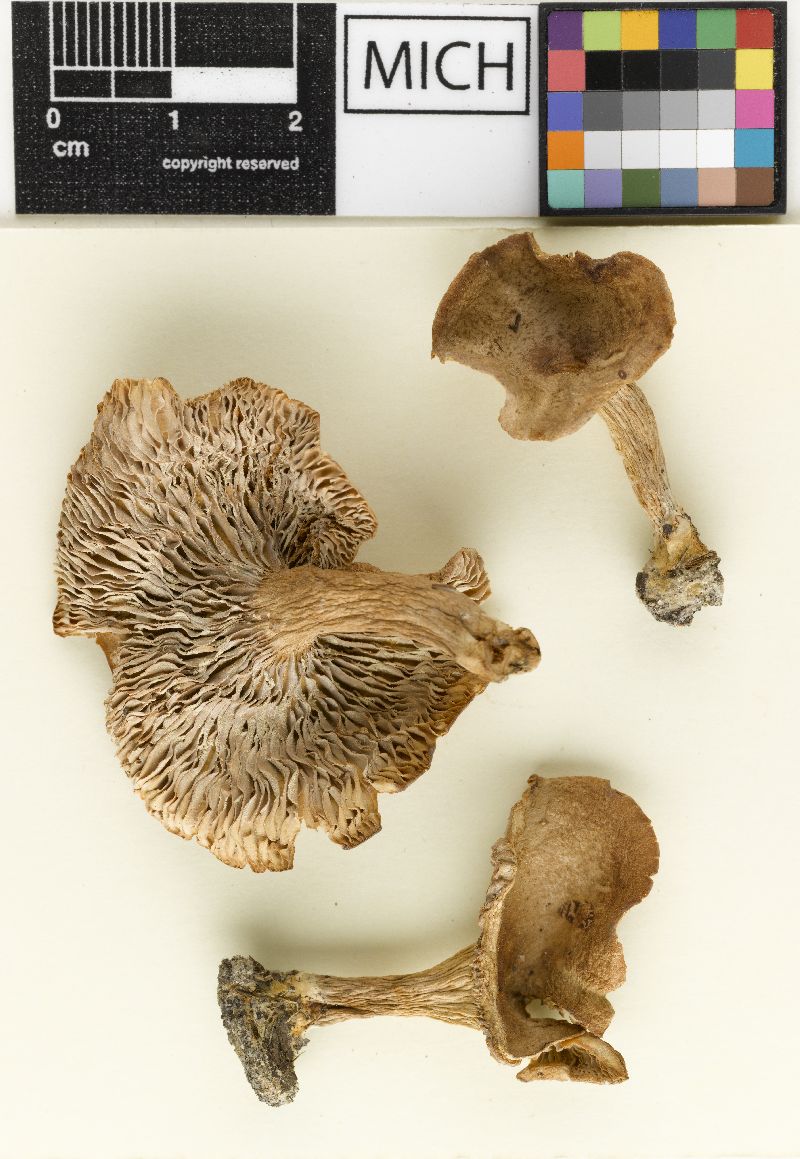 Lactarius nancyae image