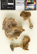 Lactarius nancyae image