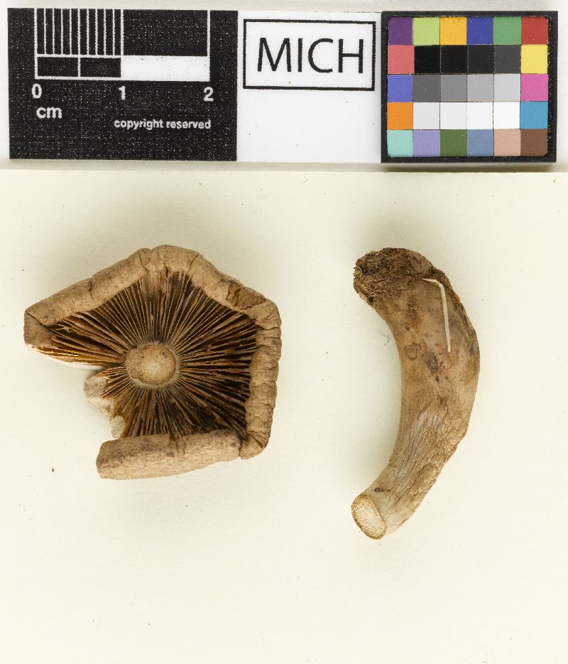 Lactarius nimkeae image