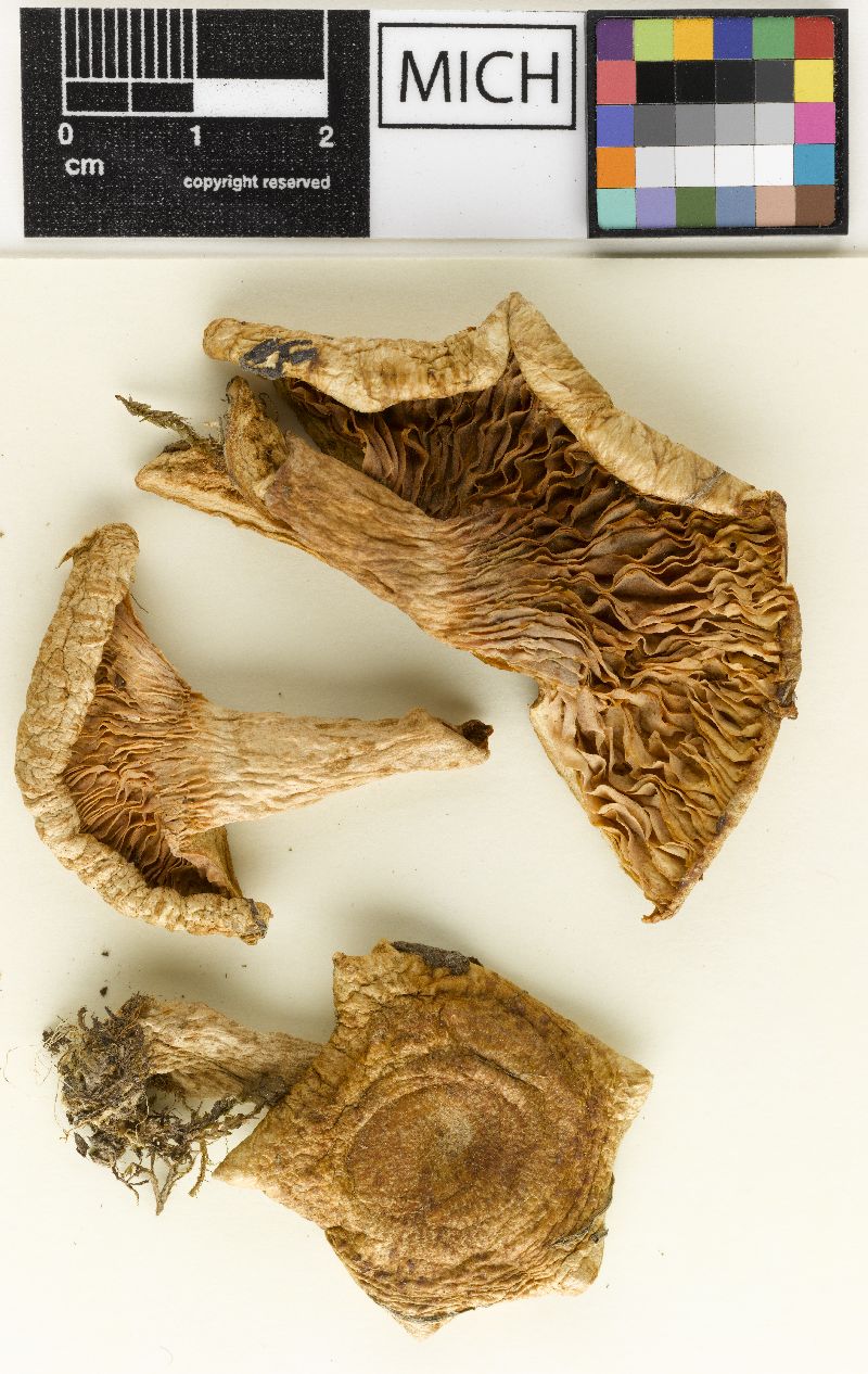 Lactarius olivinus image