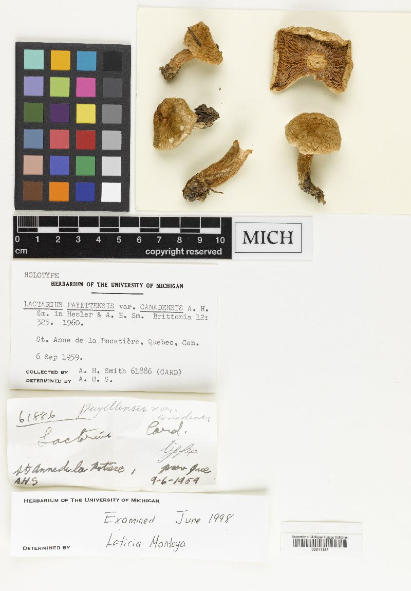 Lactarius payettensis var. canadensis image