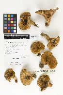 Lactarius psammicola image