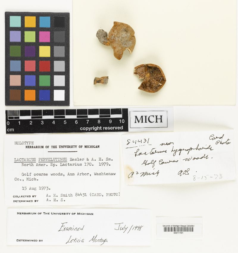 Lactarius pervelutinus image