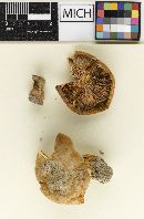 Lactarius pervelutinus image