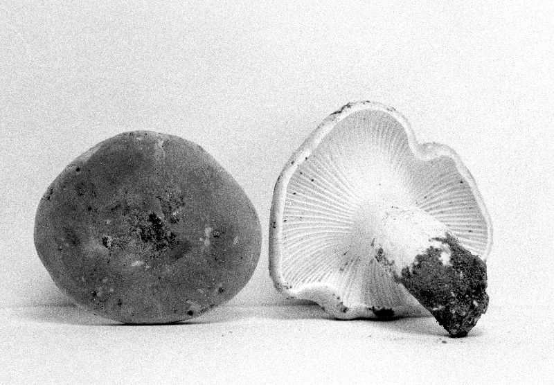 Lactarius pervelutinus image