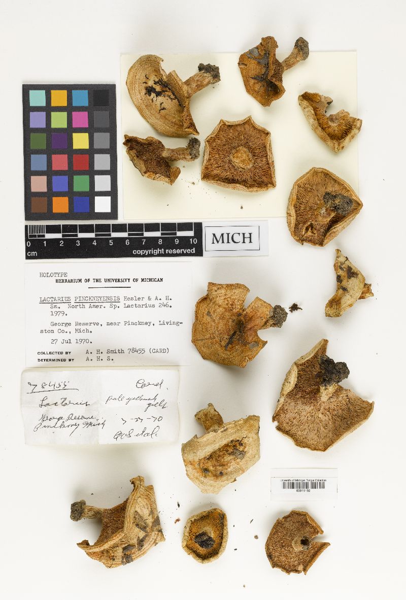 Lactarius pinckneyensis image