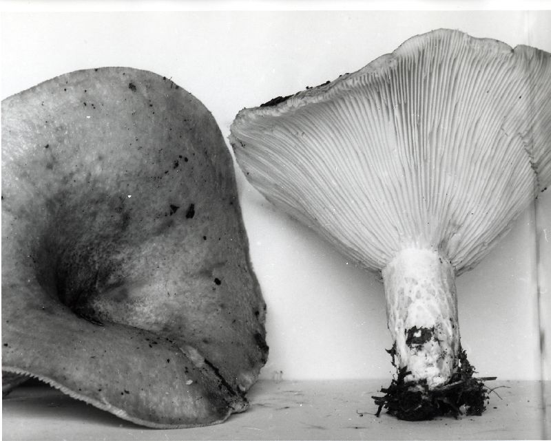 Lactarius pseudodelicatus image