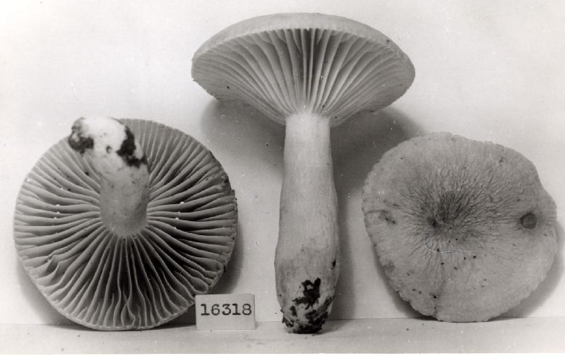 Lactarius pseudofuliginosus image