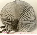 Lactarius subplinthogalus image