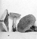 Lactarius subplinthogalus image