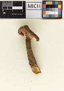 Lactarius substriatus image