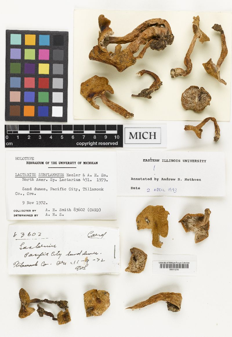 Lactarius subflammeus image
