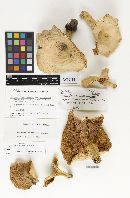 Lactarius subvellereus var. subdistans image