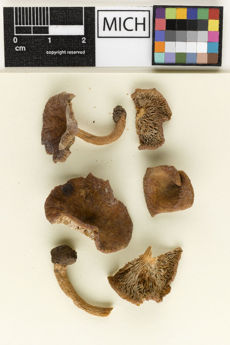 Lactarius subviscidus image