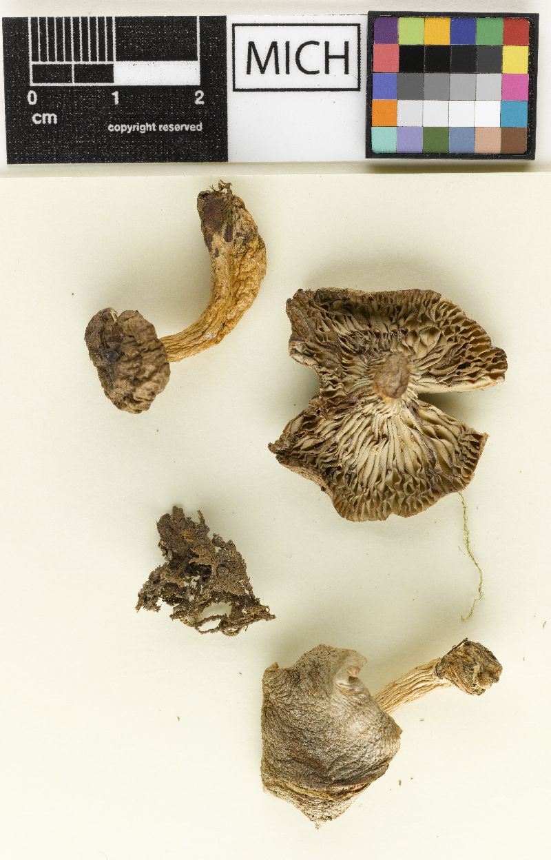 Lactarius uvidus var. acystidiosus image