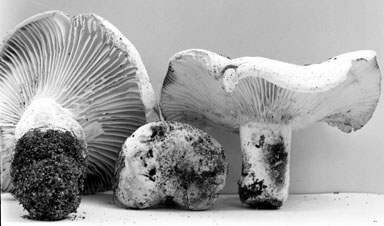 Lactarius vellereus image