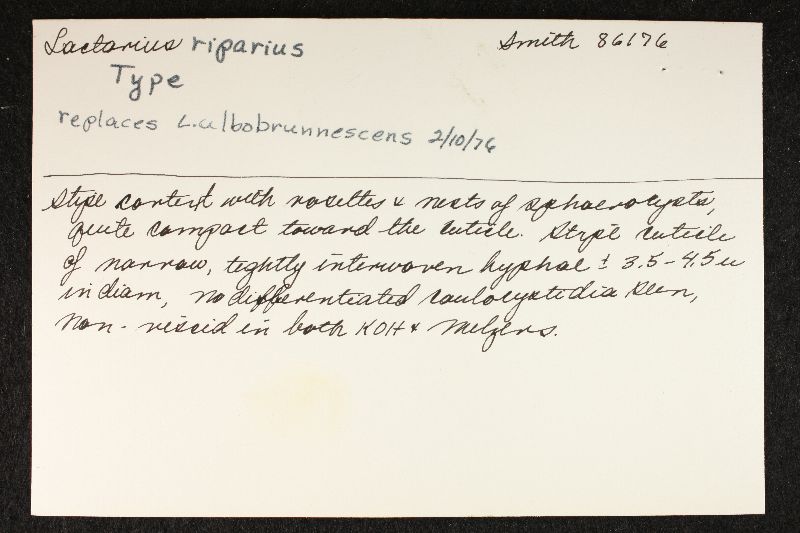 Lactarius zonarius var. riparius image