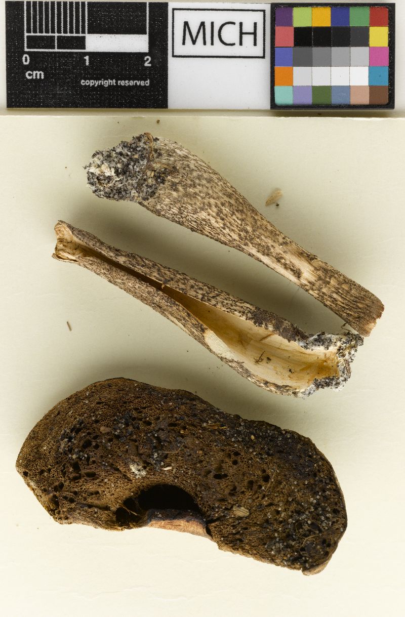 Leccinum aberrans image