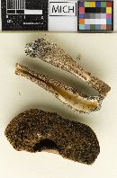 Leccinum aberrans image