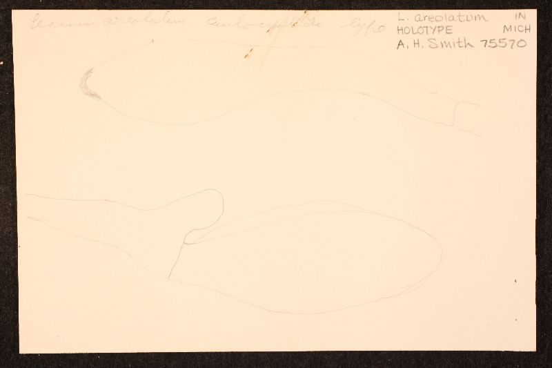 Leccinum areolatum image